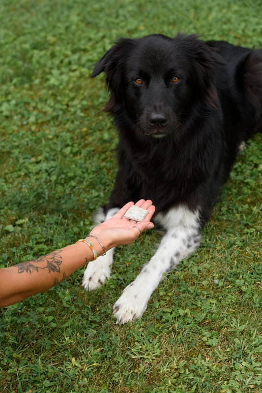Gâterie naturelle – Poulet & Bleuets