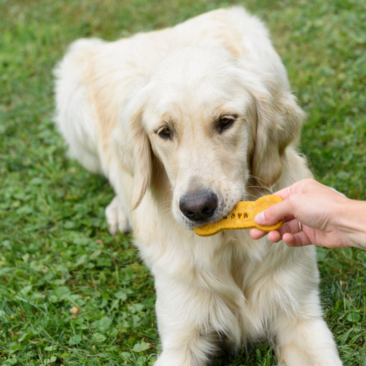 Gâterie naturelle personnalisée – Citrouille et camomille